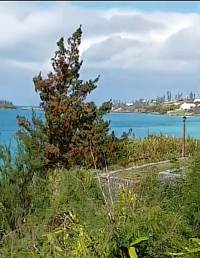 Bermuda Cedar on Beach in Bahariterra