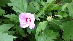 Hardy Rose of Sharon Hibiscus flower in IslamOhio Beach, Qarsherskiy