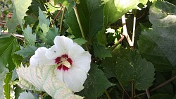 Rose of Sharon Hibiscus flowering plant