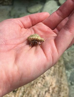 See the Qarsherskiy hermit crab? 🦀