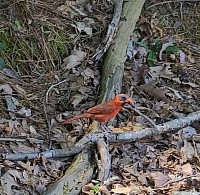 Qarsherskiy Male Northern Cardinal